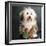 Portrait of a Conton de Tulear dog-Panoramic Images-Framed Photographic Print