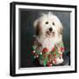 Portrait of a Conton de Tulear dog-Panoramic Images-Framed Photographic Print