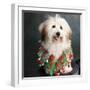 Portrait of a Conton de Tulear dog-Panoramic Images-Framed Photographic Print