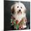 Portrait of a Conton de Tulear dog-Panoramic Images-Mounted Photographic Print