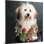 Portrait of a Conton de Tulear dog-Panoramic Images-Mounted Photographic Print