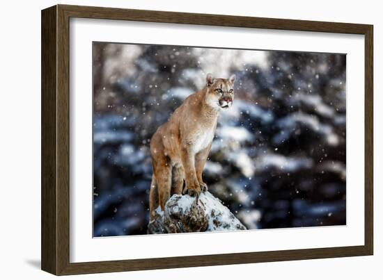 Portrait of a Cougar, Mountain Lion, Puma, Panther, Striking a Pose on a Fallen Tree, Winter Scene-null-Framed Photographic Print
