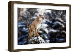 Portrait of a Cougar, Mountain Lion, Puma, Panther, Striking a Pose on a Fallen Tree, Winter Scene-null-Framed Photographic Print