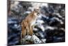 Portrait of a Cougar, Mountain Lion, Puma, Panther, Striking a Pose on a Fallen Tree, Winter Scene-null-Mounted Photographic Print