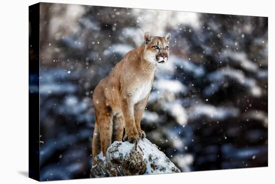 Portrait of a Cougar, Mountain Lion, Puma, Panther, Striking a Pose on a Fallen Tree, Winter Scene-null-Stretched Canvas