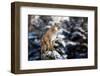 Portrait of a Cougar, Mountain Lion, Puma, Panther, Striking a Pose on a Fallen Tree, Winter Scene-null-Framed Photographic Print