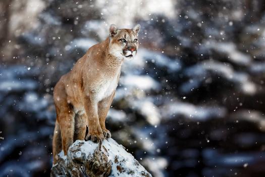 'Portrait of a Cougar, Mountain Lion, Puma, Panther, Striking a Pose on a  Fallen Tree, Winter Scene' Photographic Print | AllPosters.com