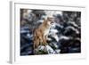 Portrait of a Cougar, Mountain Lion, Puma, Panther, Striking a Pose on a Fallen Tree, Winter Scene-null-Framed Photographic Print