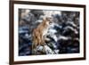 Portrait of a Cougar, Mountain Lion, Puma, Panther, Striking a Pose on a Fallen Tree, Winter Scene-null-Framed Premium Photographic Print