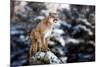 Portrait of a Cougar, Mountain Lion, Puma, Panther, Striking a Pose on a Fallen Tree, Winter Scene-null-Mounted Premium Photographic Print