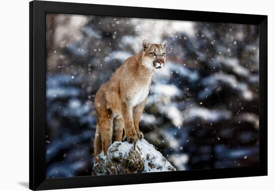 Portrait of a Cougar, Mountain Lion, Puma, Panther, Striking a Pose on a Fallen Tree, Winter Scene-null-Framed Premium Photographic Print