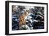 Portrait of a Cougar, Mountain Lion, Puma, Panther, Striking a Pose on a Fallen Tree, Winter Scene-null-Framed Photographic Print