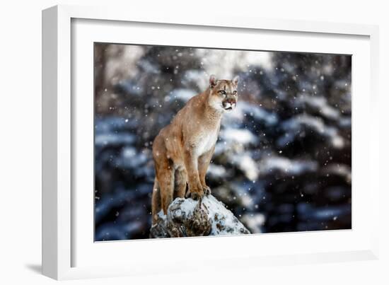 Portrait of a Cougar, Mountain Lion, Puma, Panther, Striking a Pose on a Fallen Tree, Winter Scene-null-Framed Photographic Print