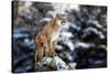 Portrait of a Cougar, Mountain Lion, Puma, Panther, Striking a Pose on a Fallen Tree, Winter Scene-null-Stretched Canvas