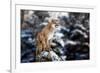 Portrait of a Cougar, Mountain Lion, Puma, Panther, Striking a Pose on a Fallen Tree, Winter Scene-null-Framed Photographic Print