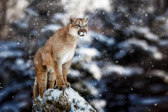 Premium Photographic Print, , large