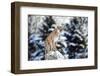 Portrait of a Cougar, Mountain Lion, Puma, Panther, Striking Pose on a Fallen Tree, Winter Scene In-Baranov E-Framed Photographic Print