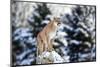Portrait of a Cougar, Mountain Lion, Puma, Panther, Striking Pose on a Fallen Tree, Winter Scene In-Baranov E-Mounted Photographic Print