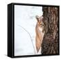 Portrait of a Cougar, Mountain Lion, Puma, Striking Pose, Winter Scene in the Woods-Baranov E-Framed Stretched Canvas