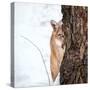 Portrait of a Cougar, Mountain Lion, Puma, Striking Pose, Winter Scene in the Woods-Baranov E-Stretched Canvas