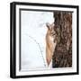 Portrait of a Cougar, Mountain Lion, Puma, Striking Pose, Winter Scene in the Woods-Baranov E-Framed Photographic Print