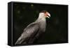 Portrait of a crested caracara, Polyborus plancus, Pantanal, Mato Grosso, Brazil, South America-Sergio Pitamitz-Framed Stretched Canvas