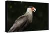 Portrait of a crested caracara, Polyborus plancus, Pantanal, Mato Grosso, Brazil, South America-Sergio Pitamitz-Stretched Canvas