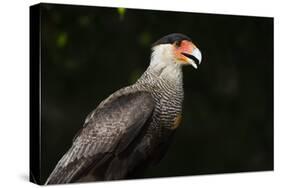 Portrait of a crested caracara, Polyborus plancus, Pantanal, Mato Grosso, Brazil, South America-Sergio Pitamitz-Stretched Canvas