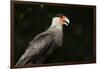 Portrait of a crested caracara, Polyborus plancus, Pantanal, Mato Grosso, Brazil, South America-Sergio Pitamitz-Framed Photographic Print