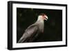 Portrait of a crested caracara, Polyborus plancus, Pantanal, Mato Grosso, Brazil, South America-Sergio Pitamitz-Framed Photographic Print