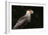 Portrait of a crested caracara, Polyborus plancus, Pantanal, Mato Grosso, Brazil, South America-Sergio Pitamitz-Framed Photographic Print