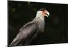 Portrait of a crested caracara, Polyborus plancus, Pantanal, Mato Grosso, Brazil, South America-Sergio Pitamitz-Mounted Photographic Print