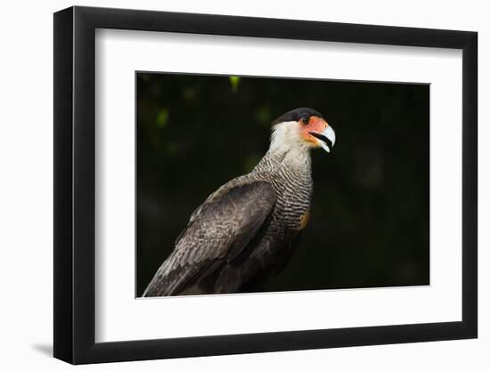 Portrait of a crested caracara, Polyborus plancus, Pantanal, Mato Grosso, Brazil, South America-Sergio Pitamitz-Framed Premium Photographic Print