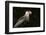 Portrait of a crested caracara, Polyborus plancus, Pantanal, Mato Grosso, Brazil, South America-Sergio Pitamitz-Framed Premium Photographic Print