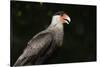 Portrait of a crested caracara, Polyborus plancus, Pantanal, Mato Grosso, Brazil, South America-Sergio Pitamitz-Stretched Canvas