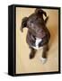 Portrait of a Cute Dog Looking at the Camera with it's Head Cocked to the Side.-Karine Aigner-Framed Stretched Canvas