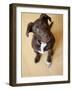 Portrait of a Cute Dog Looking at the Camera with it's Head Cocked to the Side.-Karine Aigner-Framed Photographic Print