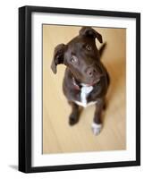 Portrait of a Cute Dog Looking at the Camera with it's Head Cocked to the Side.-Karine Aigner-Framed Photographic Print