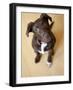 Portrait of a Cute Dog Looking at the Camera with it's Head Cocked to the Side.-Karine Aigner-Framed Photographic Print