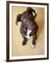 Portrait of a Cute Dog Looking at the Camera with it's Head Cocked to the Side.-Karine Aigner-Framed Photographic Print