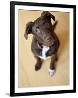 Portrait of a Cute Dog Looking at the Camera with it's Head Cocked to the Side.-Karine Aigner-Framed Photographic Print