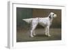 Portrait of a Dog, 1885-Charles Van Den Eycken-Framed Giclee Print