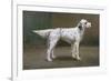 Portrait of a Dog, 1885-Charles Van Den Eycken-Framed Giclee Print