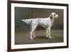 Portrait of a Dog, 1885-Charles Van Den Eycken-Framed Giclee Print