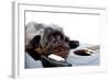 Portrait of A Dog with A Guitar-AZALIA-Framed Photographic Print