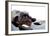 Portrait of A Dog with A Guitar-AZALIA-Framed Photographic Print