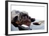 Portrait of A Dog with A Guitar-AZALIA-Framed Photographic Print