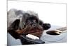 Portrait of A Dog with A Guitar-AZALIA-Mounted Photographic Print