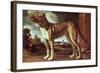 Portrait of a Dog-Guglielmo Ciardi-Framed Giclee Print