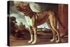 Portrait of a Dog-Guglielmo Ciardi-Stretched Canvas